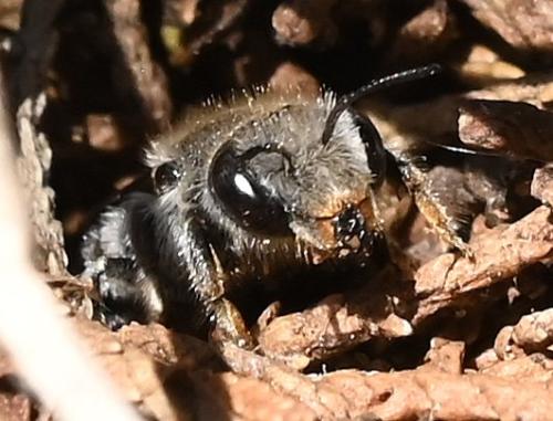 Osmia argyropyga